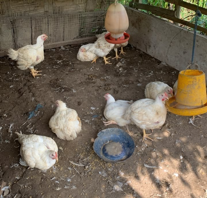 Ayam Putih