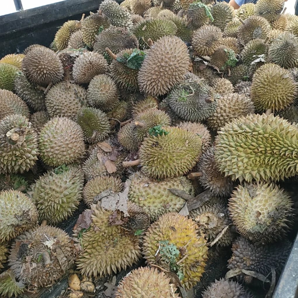 Durian