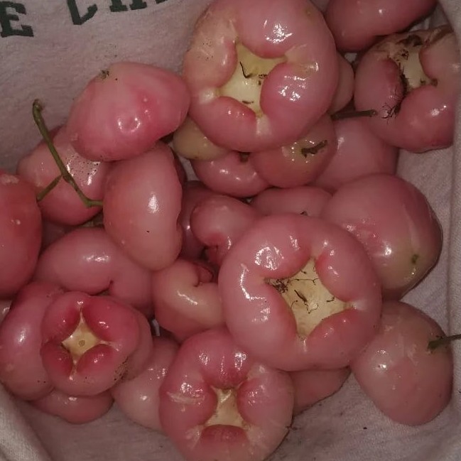 Jambu Madu