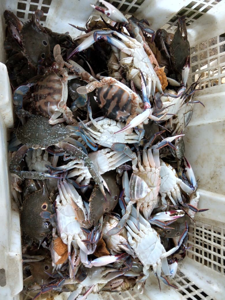 Kepiting