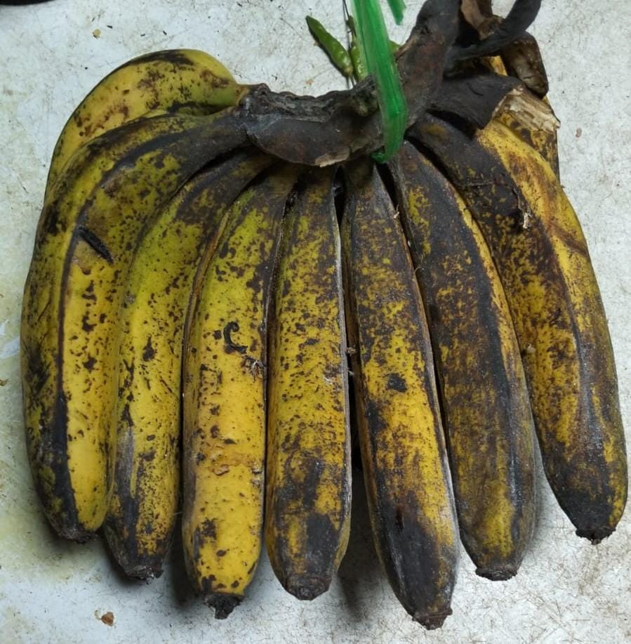 Pisang