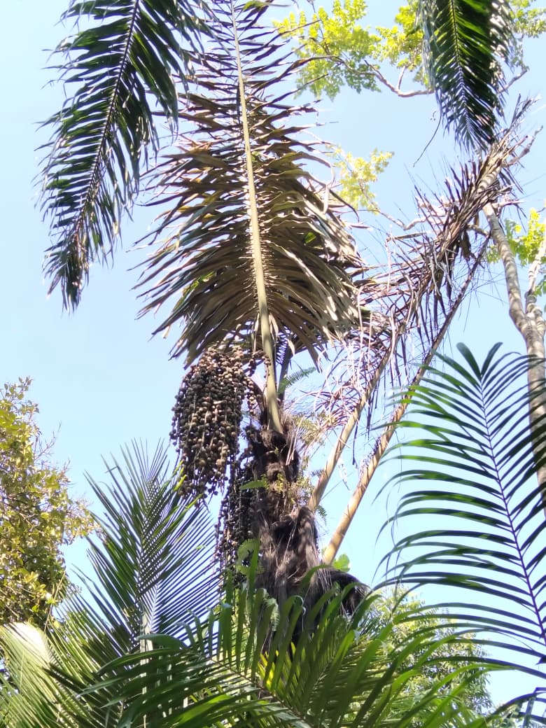 Pohon Aren